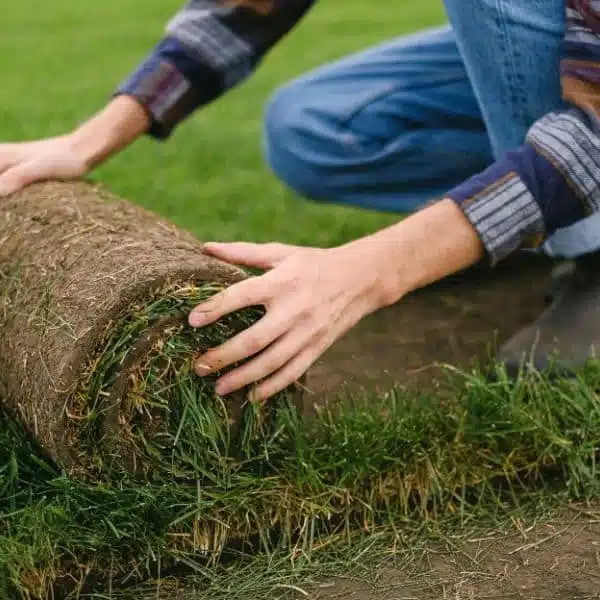 Sod Installation