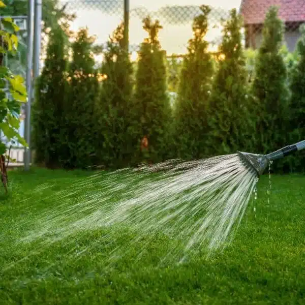 Watering Lawn