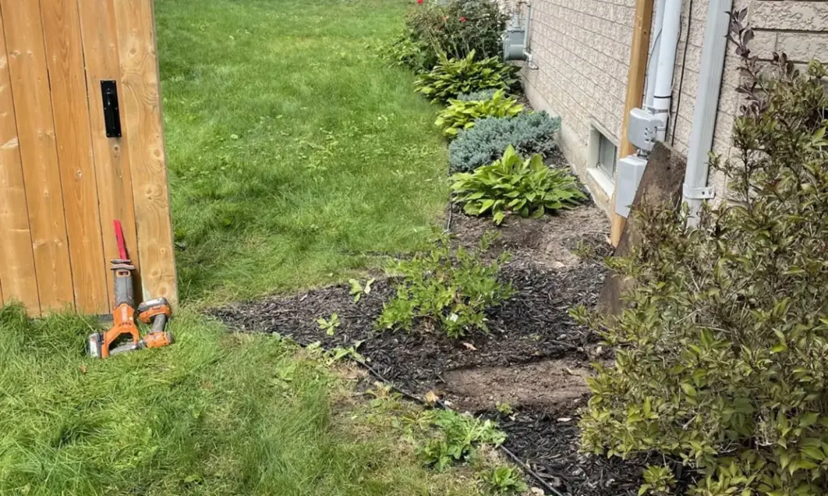 A residential side yard in Hamilton undergoing lawn repair and maintenance, showing a wooden fence gate, dark mulched garden beds along a brick wall, and landscaping tools resting on the grass.