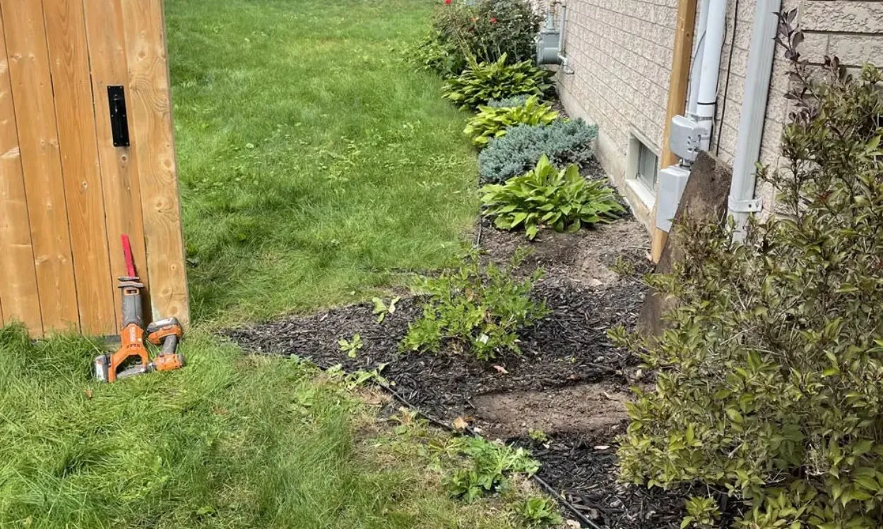 A residential side yard in Hamilton undergoing lawn repair and maintenance, showing a wooden fence gate, dark mulched garden beds along a brick wall, and landscaping tools resting on the grass.