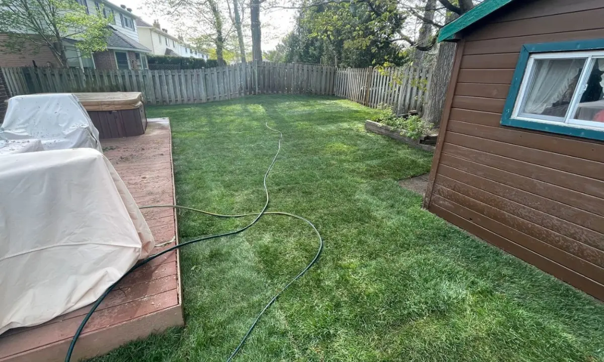 A newly repaired green lawn in a residential Hamilton backyard, showing fresh sod blending smoothly into the existing grass with a watering hose stretched between a wooden deck and a brown garden shed.